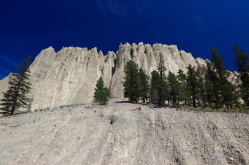 One tree against many on a Hoodoo scree slope