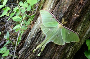 Green Luna Moth with four eyes on wings