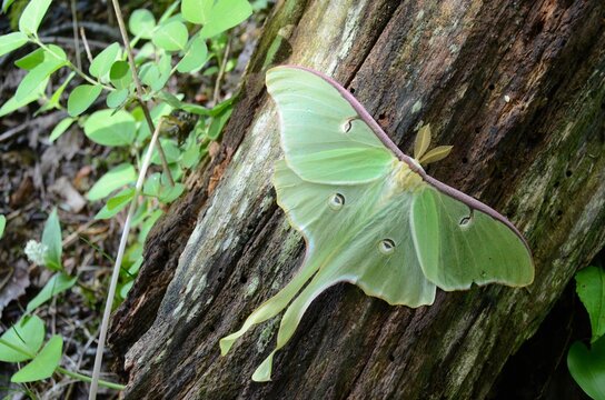 Green Luna Moth with four eyes on wings