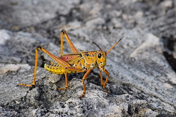 A Grasshopper seen at the Everglades Florida