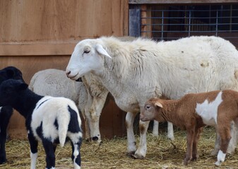 white sheep with lambs