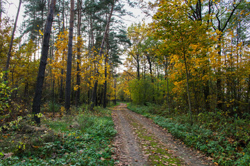 Beautiful forest road with yellow and red trees and bushes in the forest in autumn.