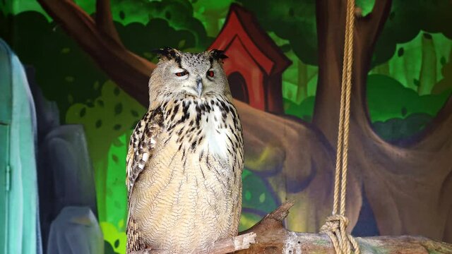 common Filin is a bird of prey from the family of owl in captivity.