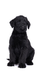 Cute Giant Schnauzer puppy sitting looking away isolated on a white background