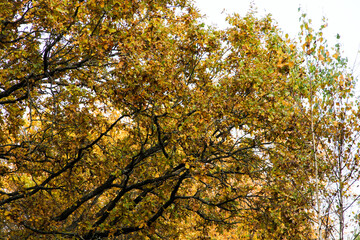 Beautiful trees in the forest with yellow leaves. Beautiful autumn forest.
