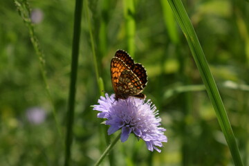 Butterfly On a Flower