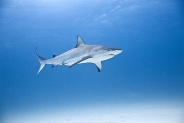 Caribbean Reef shark - 395818486