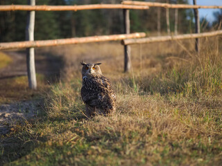 An owl walks on the grass. Evening light