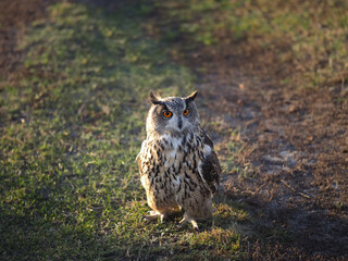 An owl walks on the grass. Evening light