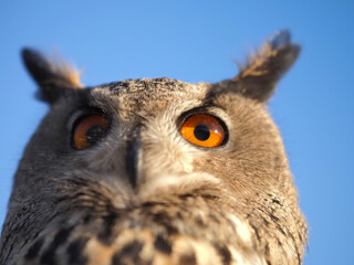Close-up portrait of an owl head against a blue sky