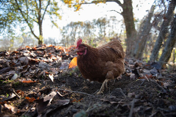 Une Poule élevé en plein air