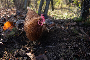 Une Poule élevé en plein air