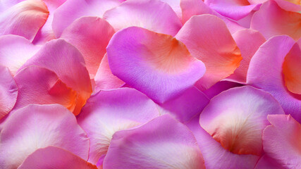 Fototapeta na wymiar Detail shot of pink purple rose petals
