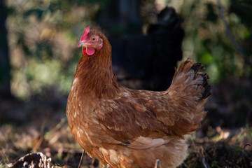 Une Poule élevé en plein air