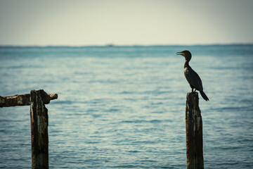 Guardian of the ocean