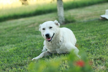 white dog in grass