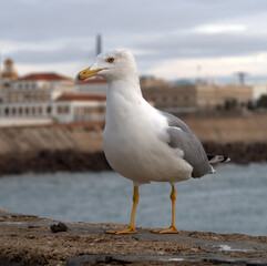 Seagulls are specimens of seabirds and are coastal. Its food comes from fishing for fish, crabs, clams, shrimp, rodents etc. In the same way, it feeds on other birds, it eats the eggs of birds and chi