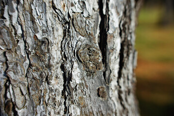 
Close-up of a tree trunk