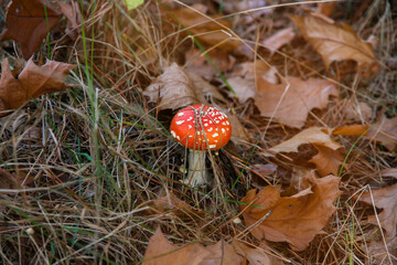Red beautiful mushrooms of fly agaric among the fallen leaves and coniferous pine needles in the forest in autumn on a Sunny day. Inedible dangerous mushrooms.