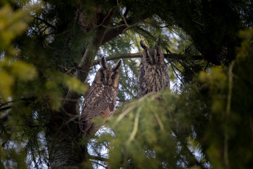 Hibou moyen-duc Asio otus