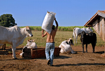 Pecuarista alimentando o gado. Parana. Brasil