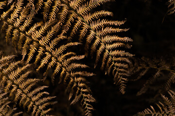 Rich and decorative fern leaves in trendy fortuna gold color on black background. Golden foliage texture.