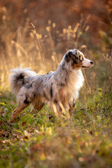 Keks - Miniature American Shepherd Rüde