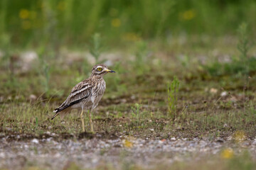 Oedicnème criard Burhinus oedicnemus