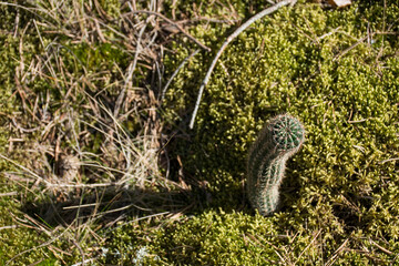Cactus in nature in the northern land.