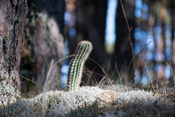 Cactus in nature in the northern land.