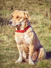 A dog in the mountains.
