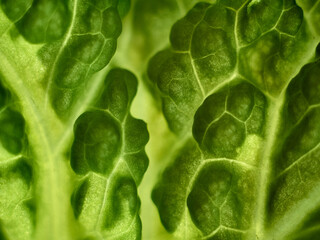 Macro texture of salad leaf.