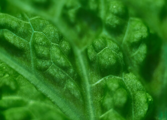 Macro texture of salad leaf.