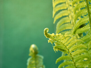 Young green fern in forest.