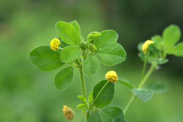 Hop alfalfa (Medicago lupulina) blooms in the meadow