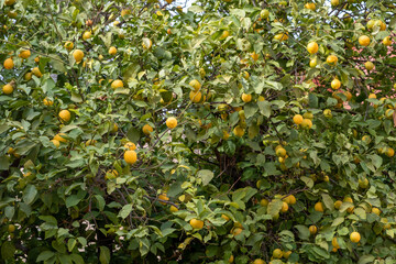 Lemon tree loaded with ripe lemons background.