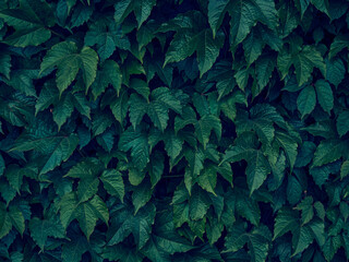 Background of dark green leaves.
