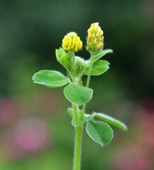Hop alfalfa (Medicago lupulina) blooms in the meadow