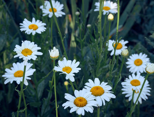 Fototapeta premium Chamomile flowers in the meadow.