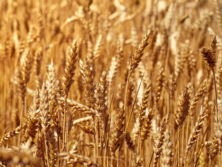 Golden ripe ears of wheat.