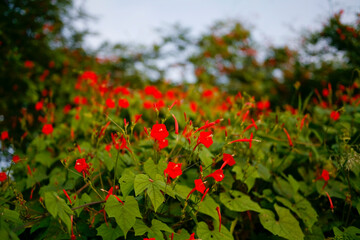 red poppy flowers