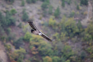 Vautour fauve Gyps fulvus en Provence