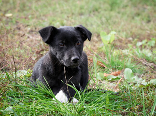 Black puppy on the grass .