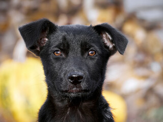 Black puppy on the grass .