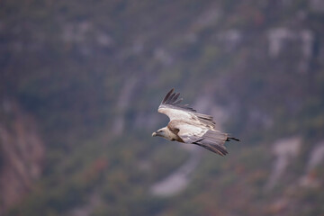 Vautour fauve Gyps fulvus en Provence