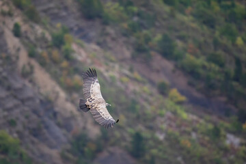 Vautour fauve Gyps fulvus en Provence