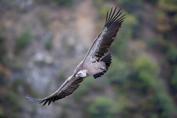 Vautour fauve Gyps fulvus en Provence