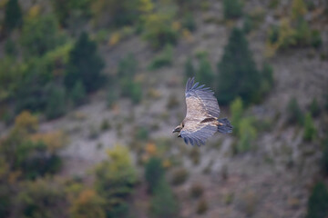 Vautour fauve Gyps fulvus en Provence