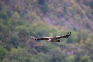 Vautour fauve Gyps fulvus en Provence