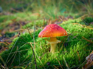 Fly agaric in the autumn forest.
